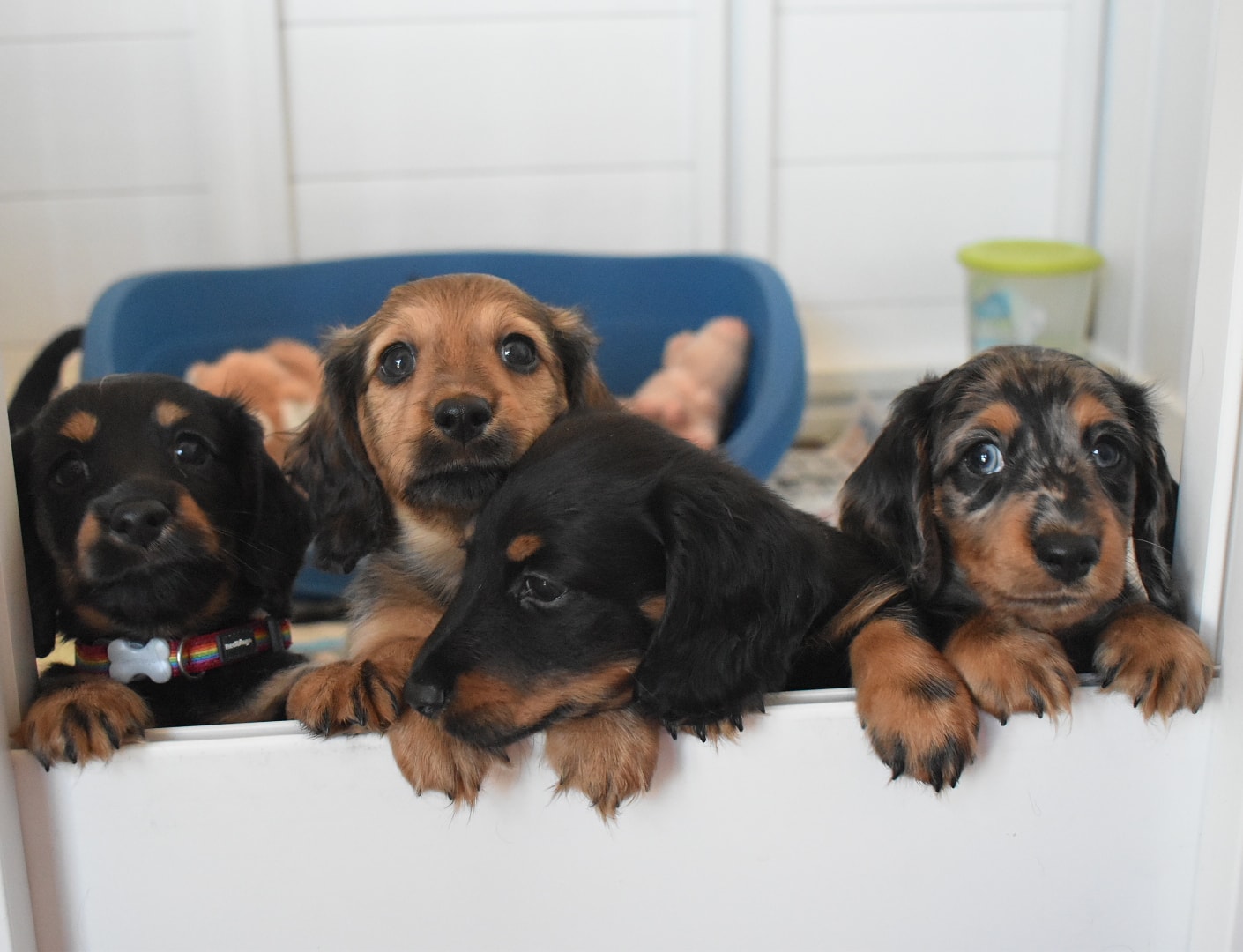 Daxies x 4.jpg